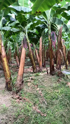 Que tipo de funda debo colocar en el cultivo de banano ##calidaddecampeon #exportacion #agricultura #bananoperu #bananocolombia #banano #bananeras_ecuador #mundocurioso #bananodeexportacion #auditoriadecampo #laboresdecamopo #trabajodecampo #bananocostarica #tipsdenutricion #excito 