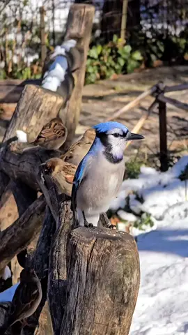 Check out this charismatic Blue Jay, along with other birds, chirping away!🐦💙🎶 Thanks to tygrl235 for capturing these beautiful birds in action! Love birdwatching? Want more delightful videos like this? Follow us for your daily dose of feathered fun! 🌟 #CreatureCops #BlueJays#BirdWatching #BirdsOfInstagram #NaturePhotography #FeatheredFriends #WildlifeVideos #BirdLovers #NatureLovers #BirdsInTheWild