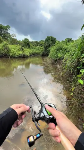 Nekat cari spot dari gmap,Ternyata kami masuk ke tambak bekas ilegal gorgon🐊😢kirakira apa yang sy liat sampai lari begitu? Semuanya aman dan selamat. #kameramenselaluselamat  #fishing #gorgon #fishing #fishingstory #fishingvideo #fishingvideos #fishinglife  #fup #fyp #fyppppppppppppppppppppppp  #mancing #mancingikan #gorgon #buaya @Beast 