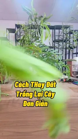 Cắt Rễ Trồng Lại Cây Cho Nhanh Phát Triển #cachtrongcay #cachkichre #cachkichmam #kichre #trongcay #kichhoa #cachlamrahoa #nutrirootmax #kichrerootmax #nutrin #phanbonnutrimix #annam 