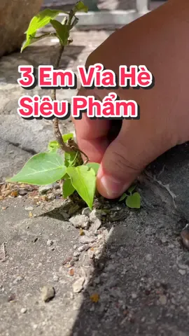 Gom hết 3 em vỉa hè siêu phẩm vào 1 clip cho anh em xem cho vui 🥰 #bonsaibmt 
