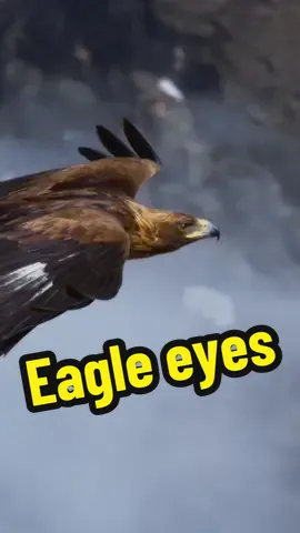 Golden eagles rely on the sharpest vision of any vertebrate. #eagle #goldeneagle #AnimalFacts #naturedocumentary 