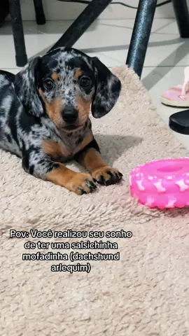 PITAYA 🥹❤️ #dog #dachshund #arlequim #salsichamofado #doguinho #foryou 