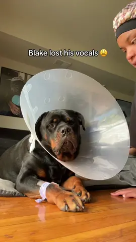 Day one after surgery! No singing today 🥺 #rottweiler #dogsoftiktok #PetsOfTikTok #rottiesoftiktok #rottie 