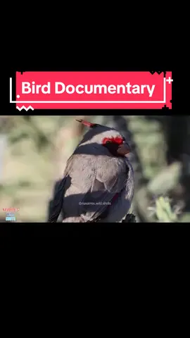 Which bird is your favorite? Madera Canyon is a haven for unique bird species that attracts birdwatchers from all over the globe.  #birdtok #wildlifedocumentaries #birddocumentary #naturedocumentary  @canonusa 