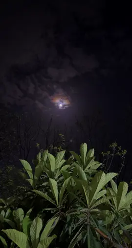 شه ڤه كا تارى و دريژ ئو بئده نگ بسه ر من دا هات#arasbarwari#arazbarwari #zakariaabdulla #foryoupage #fypシ゚viral #sa3ed_brkan_sa3ed #🦅سعيد_بركان_المعروف🦅 #سعيدالمعروف #سعيد_المعروف #fyyyyyyyyyyyyyyyy #ibrahimtatlıses #bilindibrahim #ahmadxalil #arasbarwari #karwankamil #rollsroyce #dyardersim #احمدخليل 