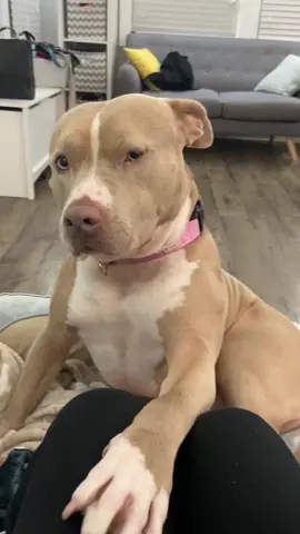 Happy National pet day! #dogs #dogsoftiktok 