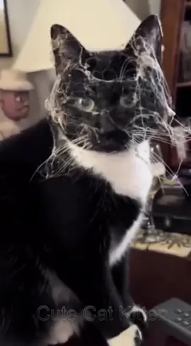 #catsoftiktok #cutecat #meow #fyp 