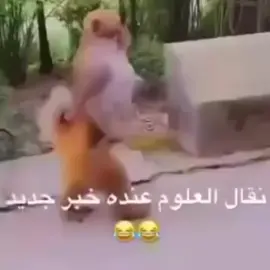 #fyp #fypシ #foryour #foryoupage #ميمز #انستا #memes #اكسبلورexplore #الشعب_الصيني_ماله_حل😂😂 #قرد #قرود_الطايف 