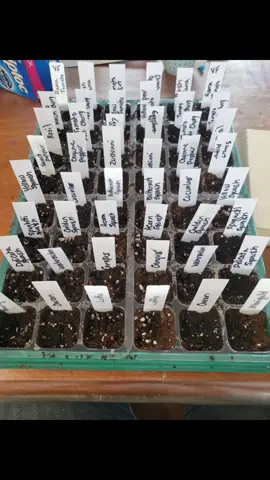 Garden season has begun!!!!! #hobbygarden #garden #seedstarting #gardening #gardener #veggiegarden 