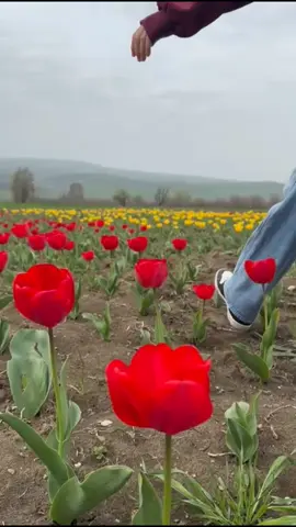 İsmayıllı tülpanları, Talıstan kəndinin ətəyi, Bakı-İsmayıllı yolunun kənarı. Sizin də burada şəkliniz var? Güllər açıb, solmamış gəlin. 15 aprelə qədər 🌷🌷🌷🥰 #tülpan #ismayilli #gülçülük  #fotosessiya #səyahət #ismayıllıturu #turlar #gülçülük