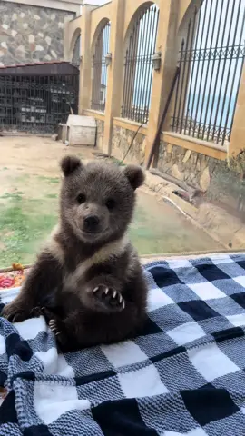 #bear#baby#cute#fyp#capcut#kesfet 