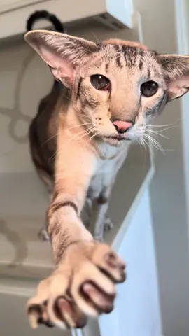Tappy Thatchy. He always taps me when he wants attention 🤍 #orientalshorthair #orientalshorthaircat #orientalcat #peterbald #cat #catsoftiktok #tiktokcats #cattok #foryou #fyp #siamese