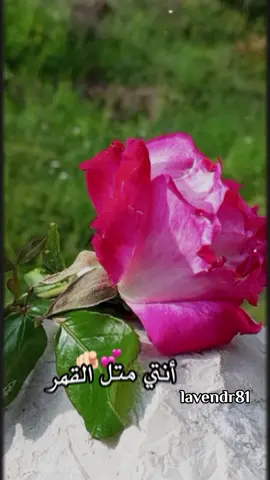 #CapCut #قمر #انتي_متل_القمر #اقتباسات_حب #ستوريات_حب #ترند_تيك_توك #flower #rose #lavendr81 #اكسبلوررررر #اكسبلور #viral #انتي_القمر #CapCut 