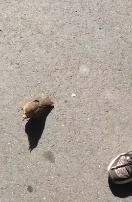 #birds #bird #saved #tirsty #overheated #hotday #helped #lovely 
