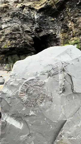 Here’s a huge Hildoceras Ammonite fossil we found sticking out the edge of a huge shale slab! We used a hammer and chisel to extract the Ammonite nodule from its rocky tomb. This Hildoceras would have swam the Jurassic coast alongside the Ichthyosaurs, Plesiosaurs, fish and crocodiles! 🐊🐛 It’s around 185 Million Years Old, but some fossils can date back to even much longer ago than this! 🦕🦖 Thanks in advance for supporting the page #natural #nature #fossil #fossils #ancient #animals #art #ammonite #ammonites #dinosaur #scientist  #minerals #paleontology #whitby #geologist #dorset #geology #charmouth #jurassic #yorkshire #fyp 