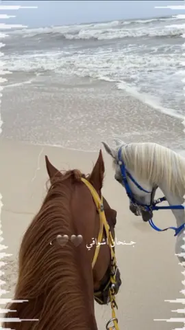 #CapCut# جنحان شواقي في حبك وين تميل تميل 