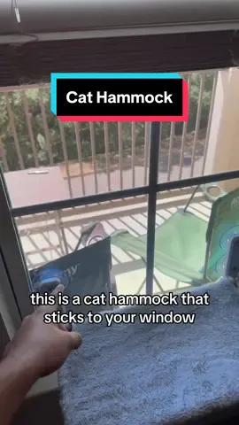 #cats#kittens#TTSASL 