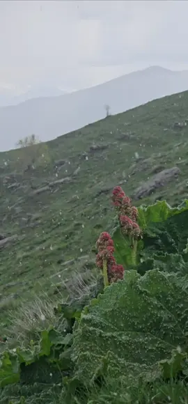 #bradost👑 #sidakan_bradost❤️ #سیدەکان_برادۆست_سۆران_بارزان_ئاکرێ_زاخۆ #xalefan_dole_alana_rumawezh🥀🥺👍 #سیدەکان_برادۆست_سۆران_بارزان_ئاکرێ_زاخۆ #davarebradost #slimani_سليماني #گەلی_عەلی_بەک #kurd 