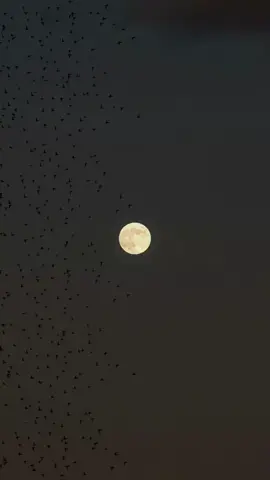 Moon glow ✨