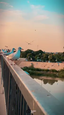 #ياشوگ_وديني_الهم#هيثم_يوسف#جسرالجادريه#ستوريات_capcut_متابعه_لايك_اكسبلور_مردوده_دهوك_اربيل_سليمانيه_بغداد_العراق_دبي_الامارات_مصر_الكويت_سوريا_الوطن_العربي 