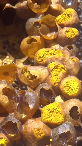 Abelhas Tubiba produzindo Mel e Própolis #natureza #fly #crescernotiktok #natural #biologia #biology #abelhas #bahia 