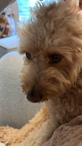 girl please its not that serious 🥲 #goldendoodle #puppy #dogsoftiktok #fail #drama 