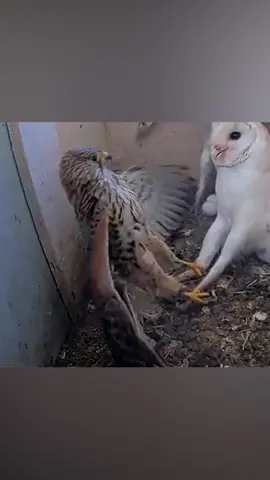 An Owl nest invasion leaves a hawk in shock #fyp #animals #animalsoftiktok 