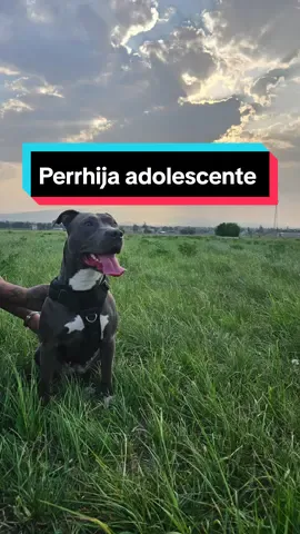 Ustedes tambien tienen un perrhijo adolescente en casa? 🤭💖🐕 $?#anubisptb #perrhijos #mascotas #pitbullblue #pitbullfamily #viral 