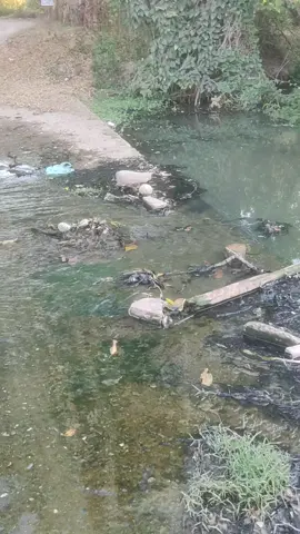 #contaminacion #aguasnegras #agua #desechos #arroyo #biodiversidad #naturaleza 