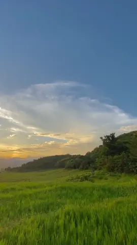 the charm of rice fields and sunsets             #nttpride🏝🔥                                               #lembor                                                           #fyp                                                                    #sunset 
