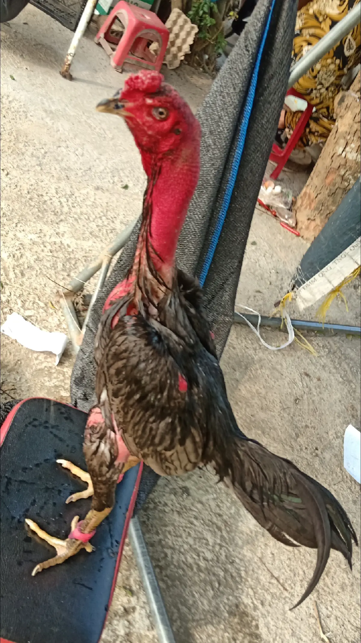 quá tuyệt vời về e