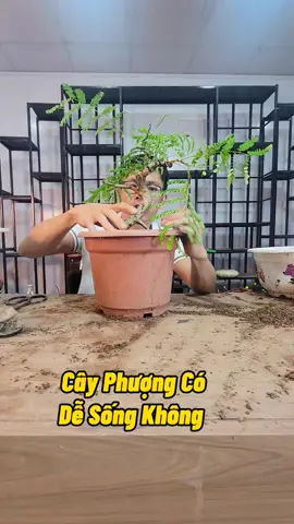 Cách Trồng Cây Phượng #trongcay #cachkichre #kichre #cachlamrare #cachkichhoa #cachlamrahoa #caytrongchau #cayanqua #caycanh #caymini #kichrerootmax #nutrirootmax #namxelan90 