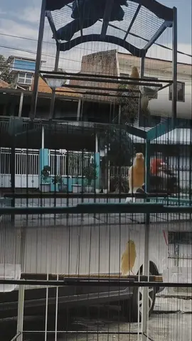 #kicaumaniaindonesia #kenarimaniaindonesia #kicaumania 