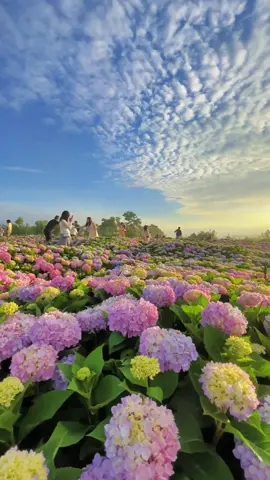 The new day is so happy #flowergirl #flowerfield #flower #flowerwedding #flowershower #flowergarden #beautiful #nature #flowers #tiktoktrending #pfy 