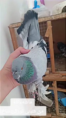 #slemani #kurdistan #fyp #بیشەی_تورکی #تورکی #imravo✅ #ئەکتیڤبن🥀🖤ـہہـ٨ــہ #کۆتری_تورکی #mardin  #کۆتری_واجوانت_دیوە😮 #کۆتری_ئێرانی_ڕەسەن #کۆتری_تورکی 