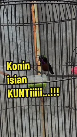 konin isian kunti mix pelatuk..🤩🔥 #burungviralfypシ゚viral #kicaumanianusantara #kicaumania #konin #kolibri #kolibrininjaindonesia #kolibrininja #kacer #kacermaniaindonesia #muraibatuindonesia #muraibatu #masteranmuraibatumewah 