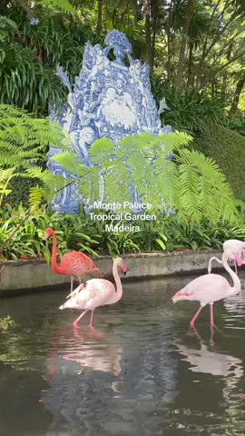 One of my favourite places we visited on our Madeira trip last year 🌱 Make sure you add it to your Madeira bucketlist! ✨ @Tripadvisor @Lonely Planet  #madeira #visitmadeira #beautifulplaces #PlacesToVisit #travelbucketlist #traveltok 