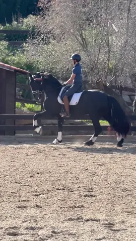 Sultan 🔥 #6yo #fyb #parati #tiktok #barcelona #horse 