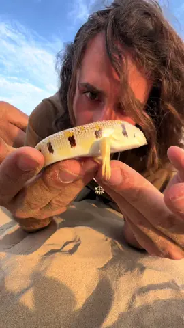 Le poisson de sable !! 🐟🦎 #wild #wildlife #reptile #lizard #animal #desert #france 
