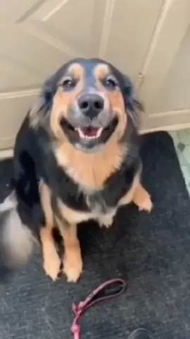 Funny and cute dogs compilation #funnydog #funnypet #cutedog #dogoftiktok #doglover #dog 