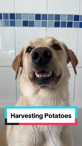 That’s a funny looking potato 🥔