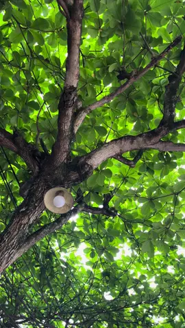 Tôi rất thích đứng dưới gốc cây bàng ngước lên ngắm tán lá. Nó giống như 1 chiếc ô khổng lồ xanh mướt ôm trọn lấy tôi vậy … #spring #foryou #viral #xuhuong 