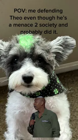 Theos just a baby… #Meme #MemeCut #schnauzer #minischnauzersoftiktok #minischnauzer 