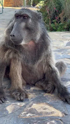 A very windy Cindy 🐒💨 (sound on) #funnyanimals #baboon #animals #animalsoftiktok #wildlife #animallover
