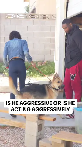 Is He Aggressive Or Just Acting Aggressively #doglovers 