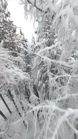Lost in the trees ❄️🌲 #austria #fpv #drone #forrest #vanlife #winterwonderland 