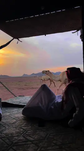 شيلات #سفر_الدغيلبي تاخذك لعالم ثاني !  #اكسبلورر #سفر #الشعب_الصيني_ماله_حل😂😂 #اكسبلورر #تصوير #السعودية #تصميمي #نياق #الابل #بدو 