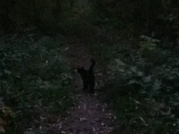 #forest #night #satisfying #real #naturevibes #blackcat #oldcamera 