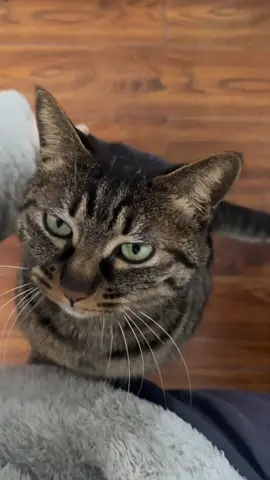 #cat #asmr #adorablecat #catlover #cutecat #catoftiktok #pet #cute #meow 